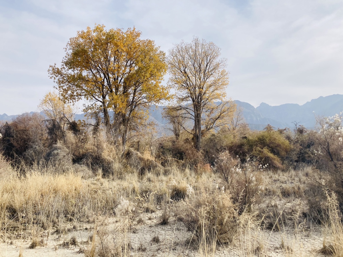 乌什县沙棘林随手拍