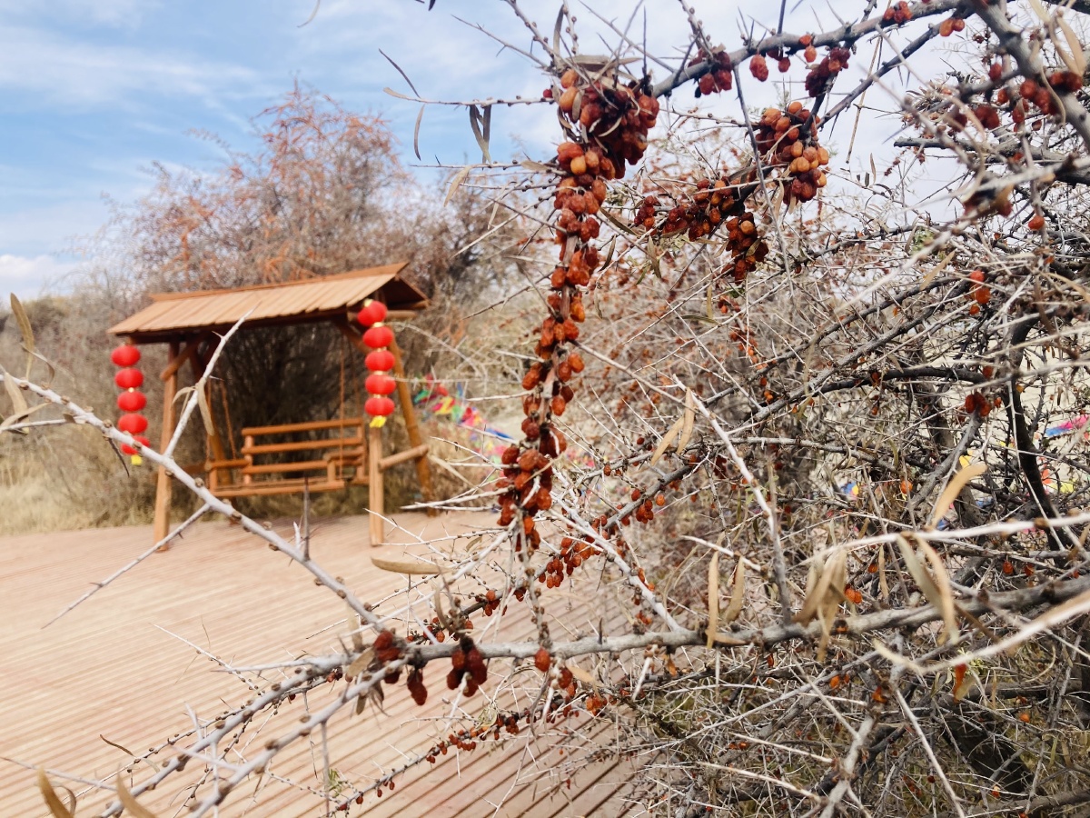 乌什县沙棘林随手拍