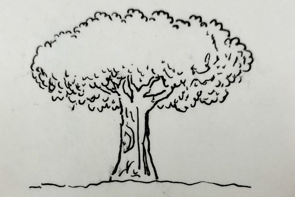 七八岁儿童简笔画图片 卡通大树的画法图解💛巧艺网