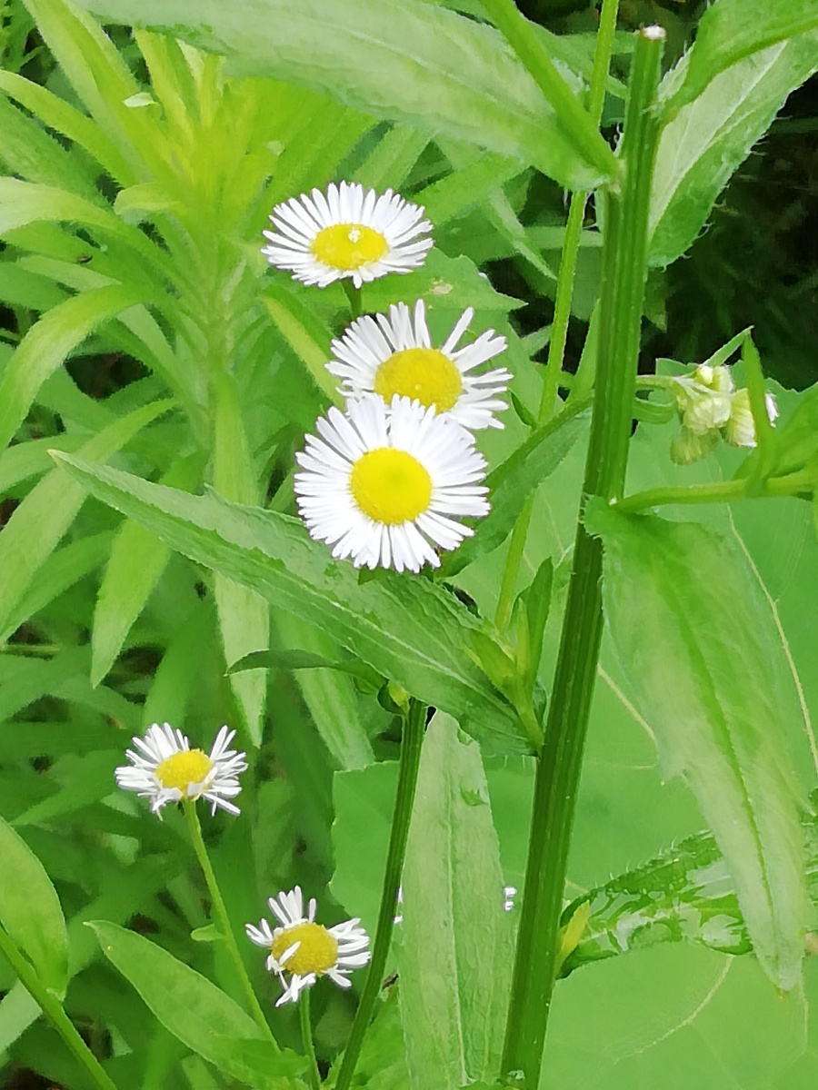 看惯了繁华景象,清新的花花草总能令人耳目一新