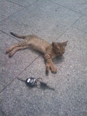 nimi cat