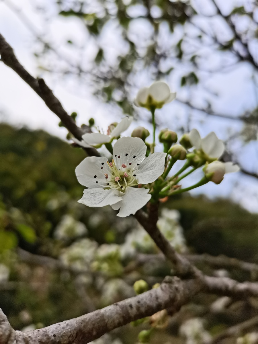 一树梨花压海棠