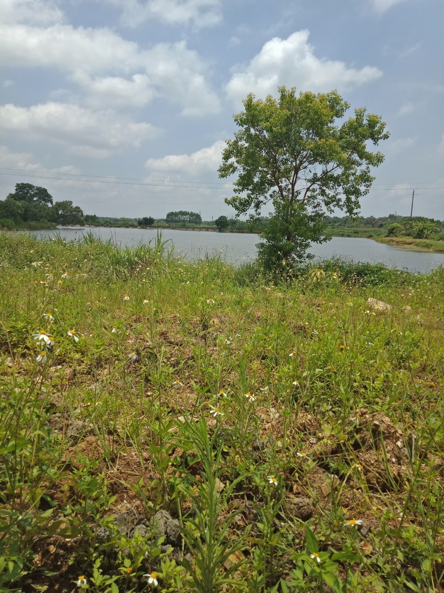 水塘风景 - 摄影师1611农村啊林 - 图虫