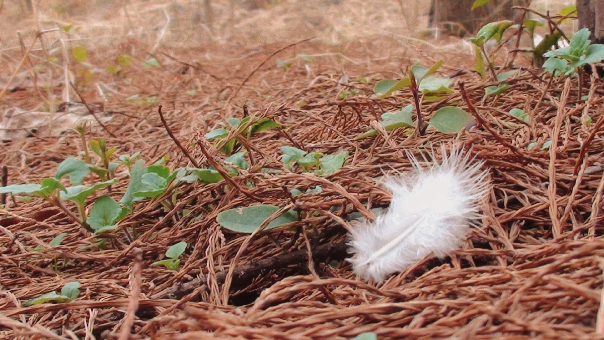 躺在地上的羽毛～可爱