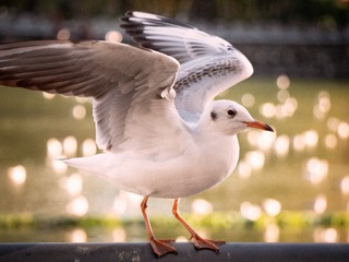 55883