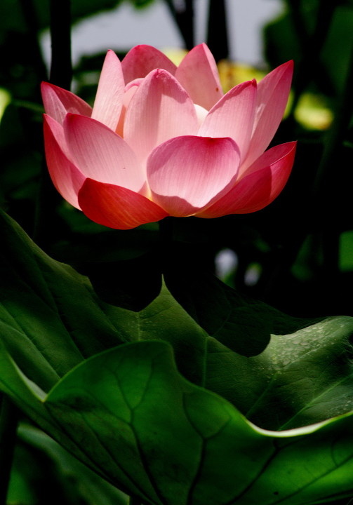 02 br /> 九品莲台