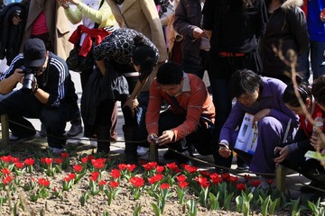 清明节在北京玉渊潭公园围观花卉的影友