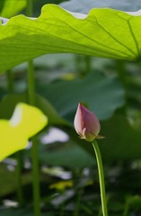 荫庇
