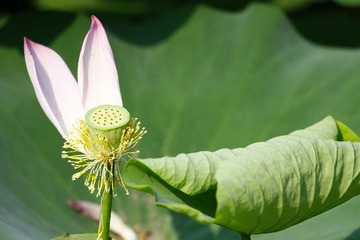 新叶残花