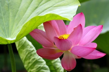 夏荷