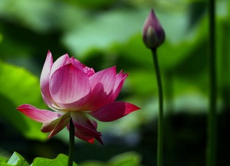 新荷