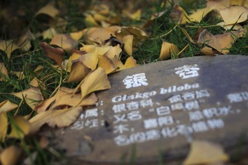 赶在深秋最后几天