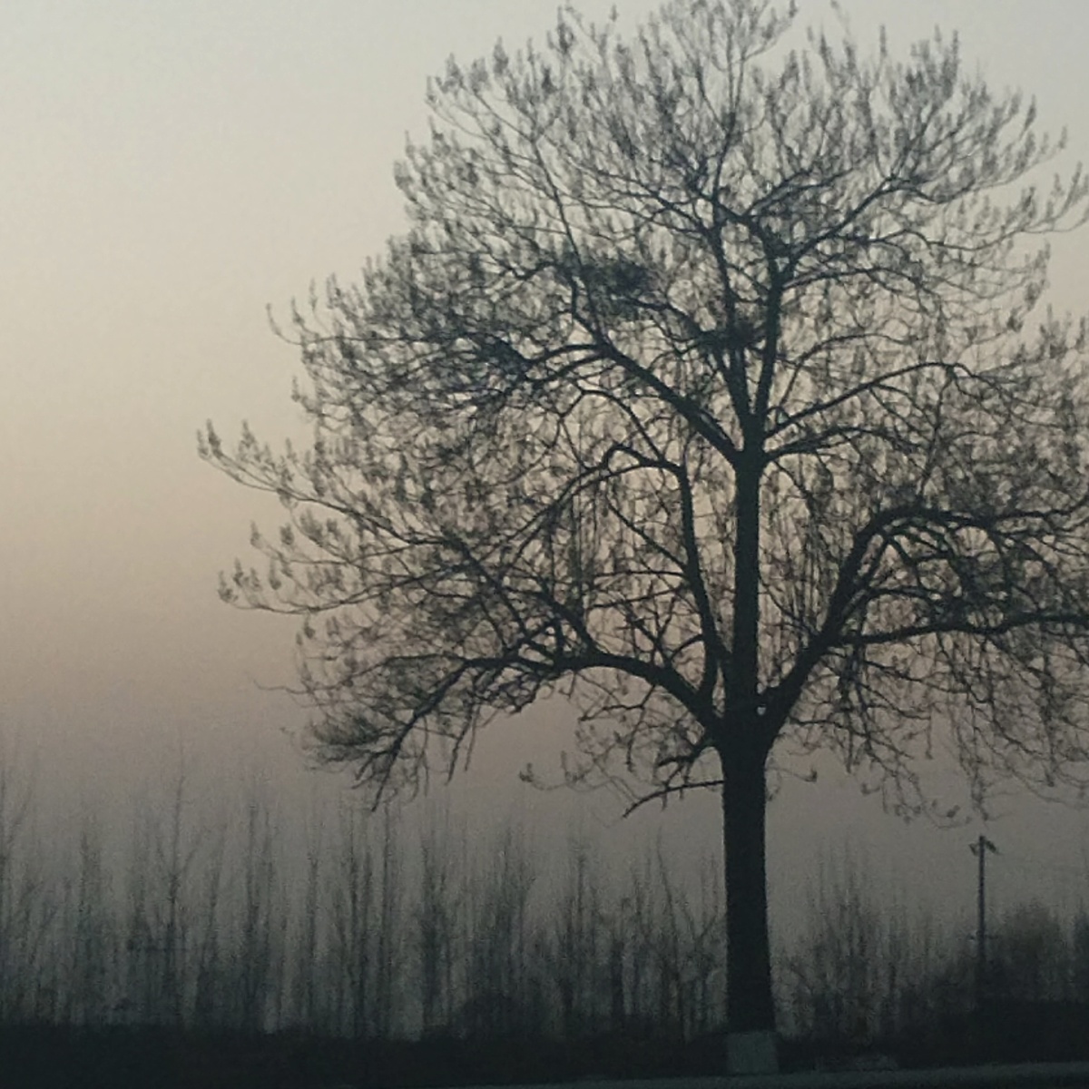 天快黑时回家路上看到的一棵树