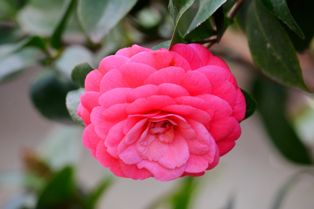 一朵鲜花鲜又鲜