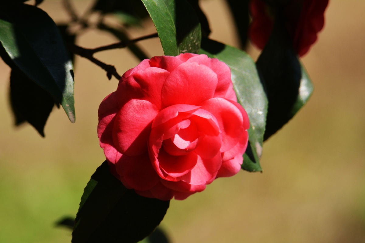 一朵鲜花鲜又鲜
