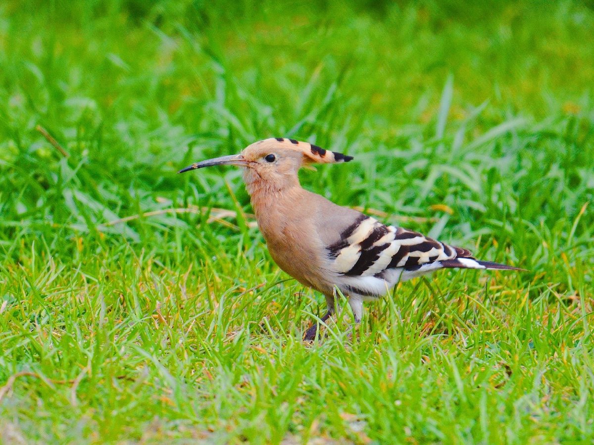 草地上的戴胜鸟