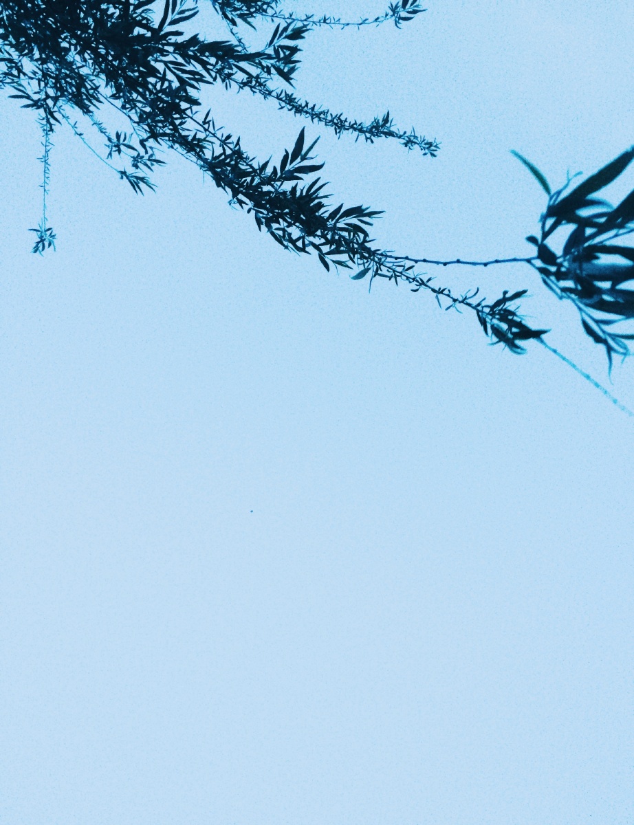 天青色叶墨色低垂的枝桠幼小的花骨朵