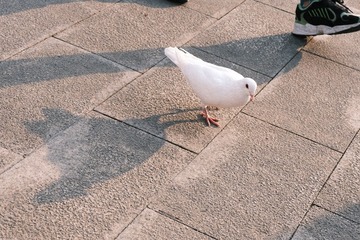 34155