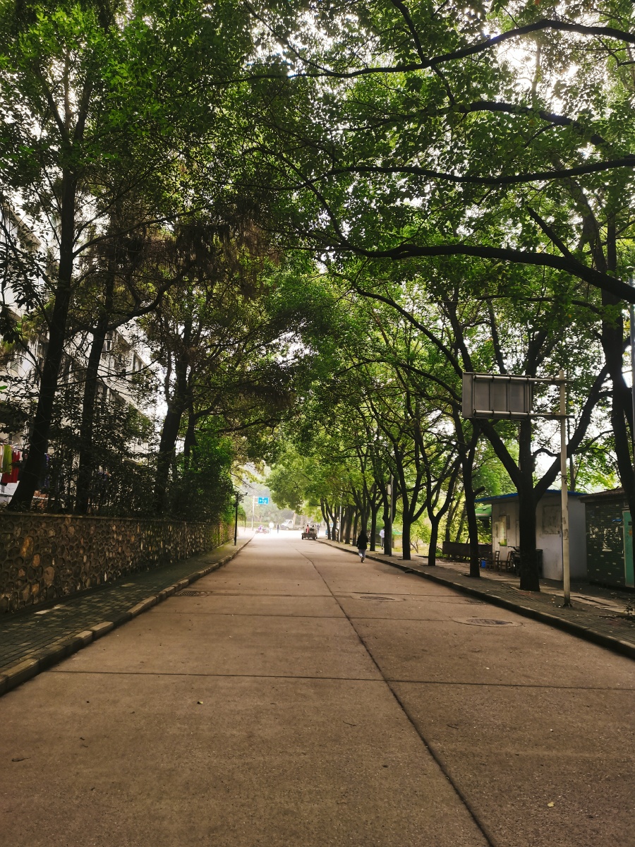 校园里的树荫