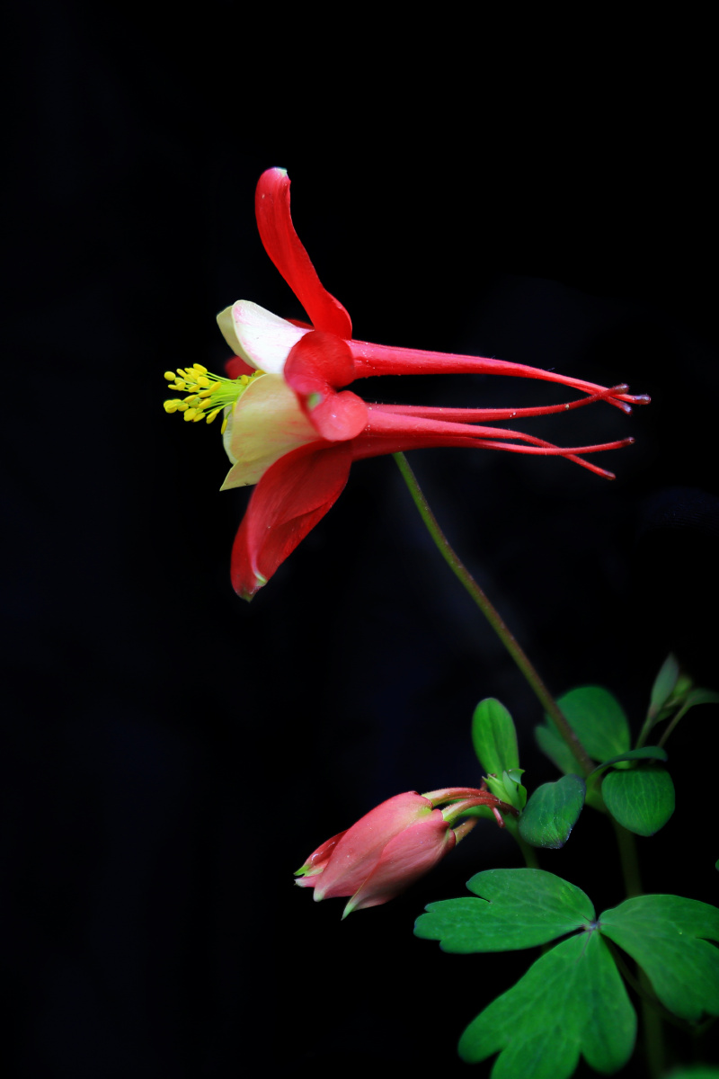 猫爪花—耧斗菜