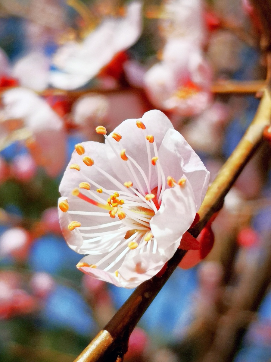 俺们东北高寒山区这旮瘩的杏花终于羞答答的绽放了.