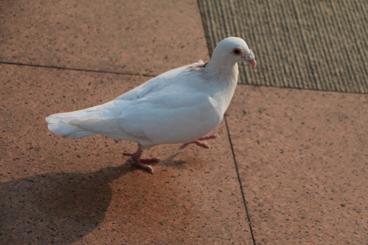 拍摄于广西南宁的某广场,广场上的鸽子都不怕人,在