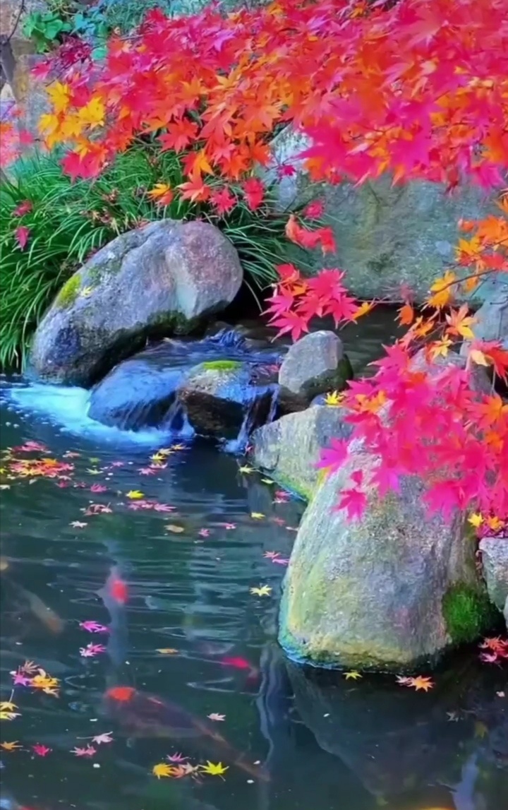 自然风光花草树木