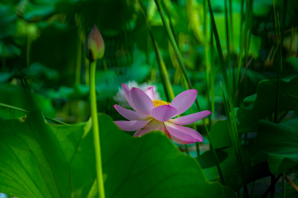 英文名称:lotus flower):属毛茛目莲科,是莲属二种植物的通称.