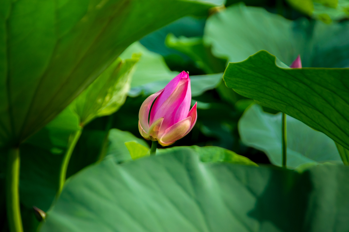 英文名称:lotus flower):属毛茛目莲科,是莲属二种植物的通称.