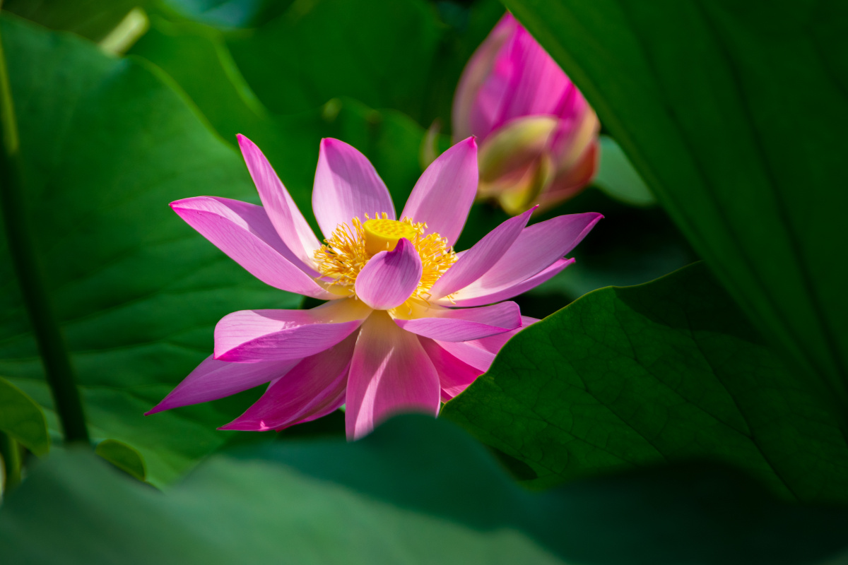 英文名称:lotus flower):属毛茛目莲科,是莲属二种植物的通称.