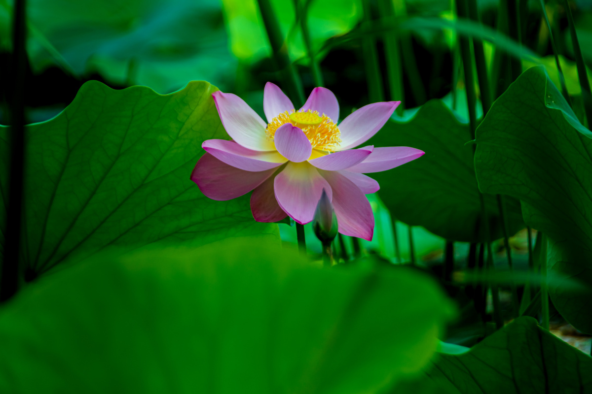 英文名称:lotus flower):属毛茛目莲科,是莲属二种植物的通称.