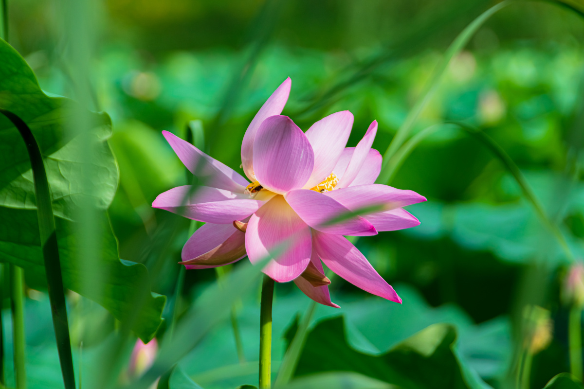 英文名称:lotus flower):属毛茛目莲科,是莲属二种植物的通称.