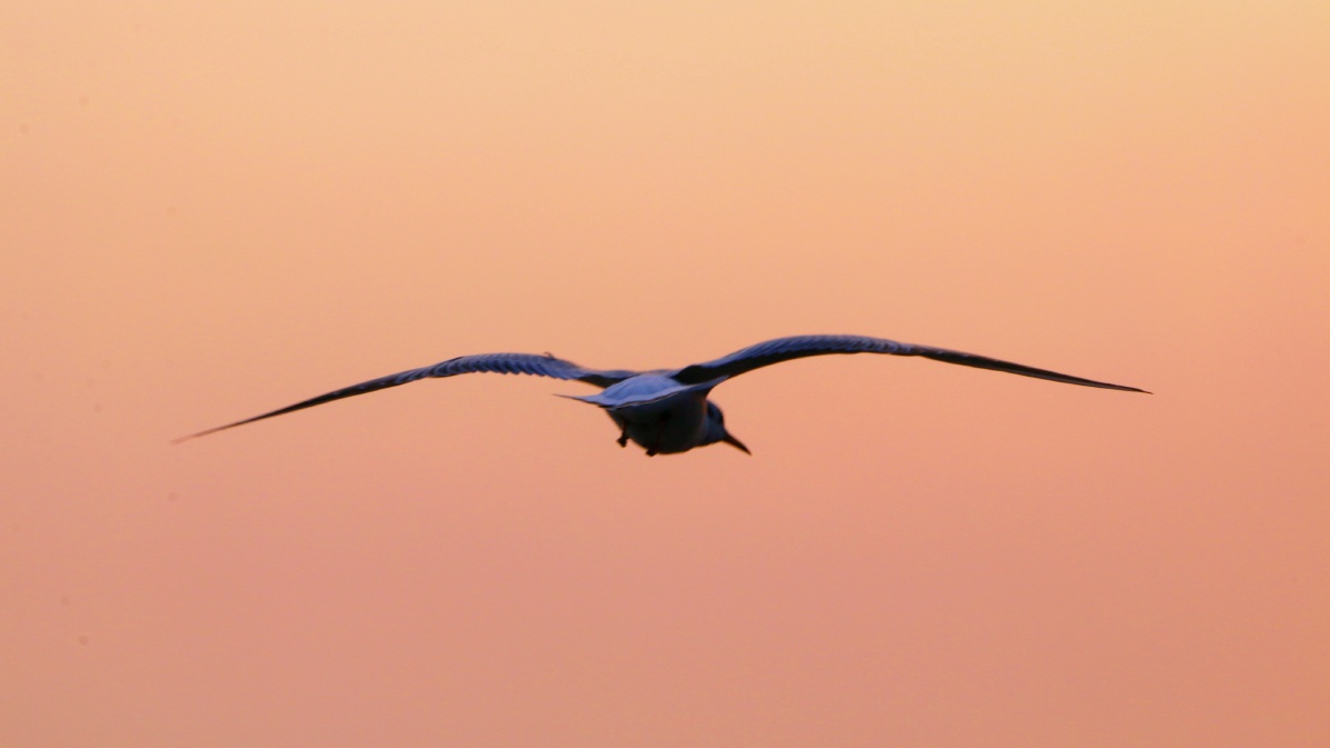 候鸟南飞何以栖息