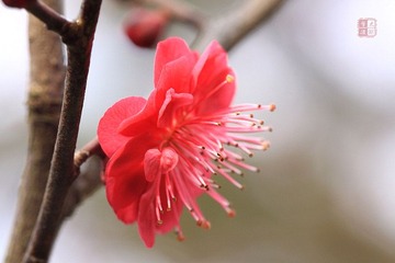 春梅绽放