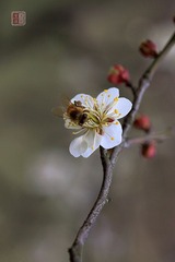 春梅绽放