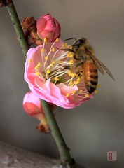 春梅绽放