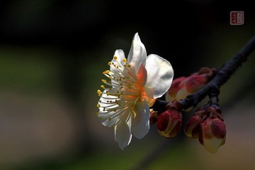 春梅绽放