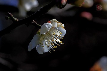春梅绽放