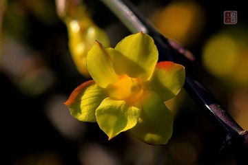 春花