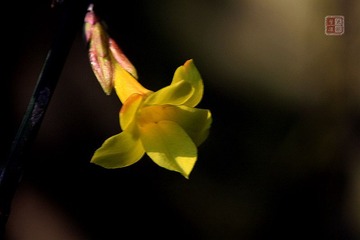 春花