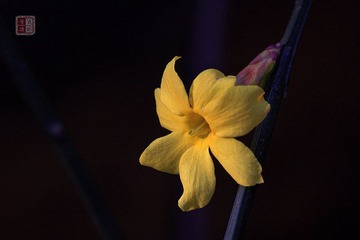 春花