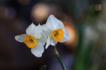 春花