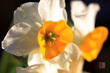春花