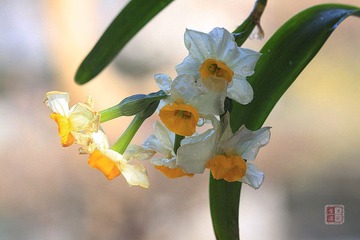 春花