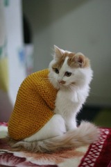 我家的小猫