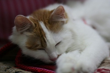 小猫很困