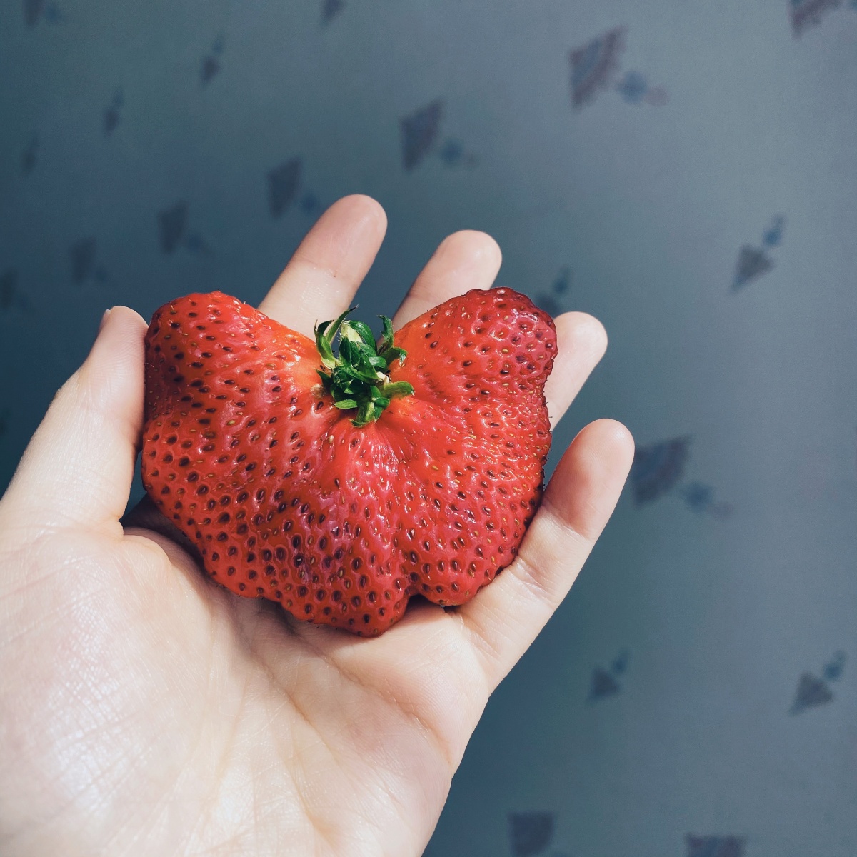 草莓儿91! - tt1989 - 图虫