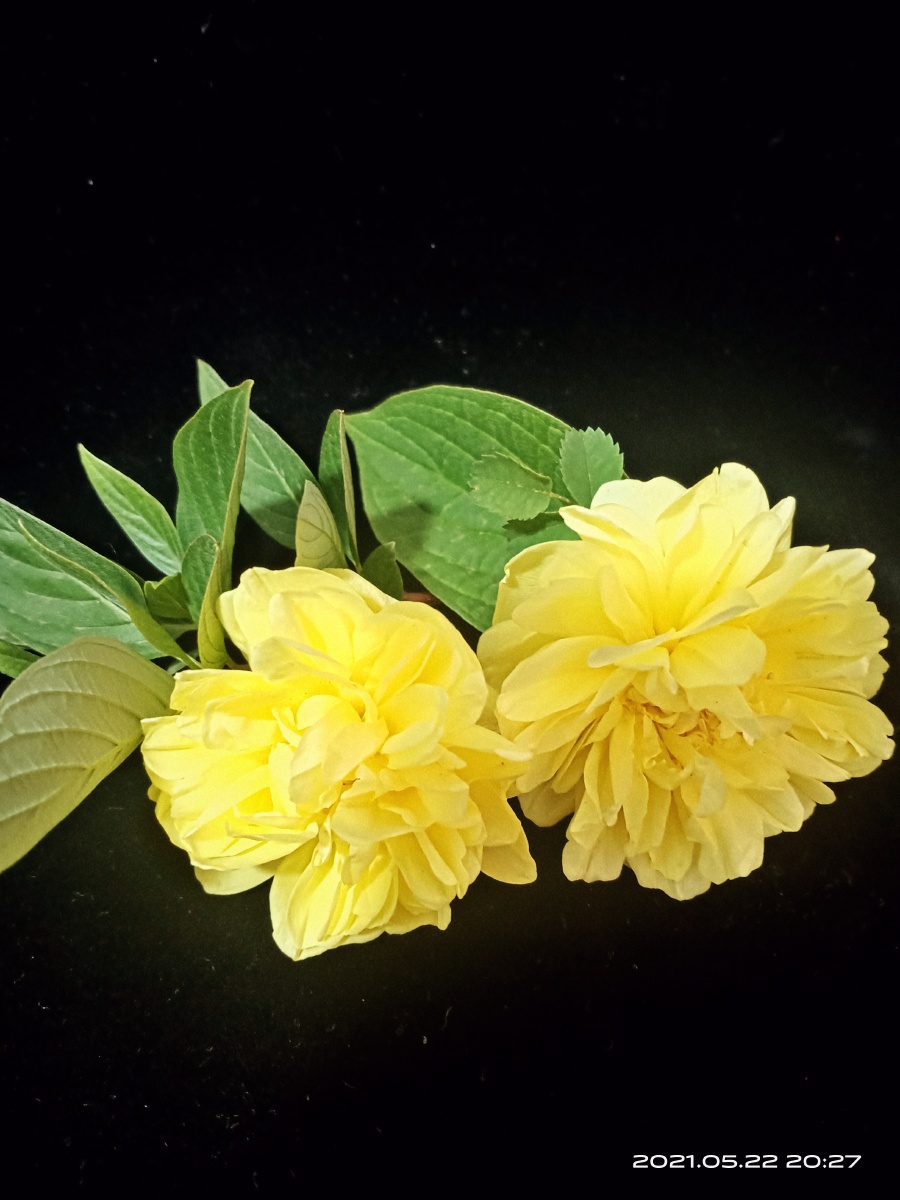 家乡的马茹茹开花了乍看上去像山茶花