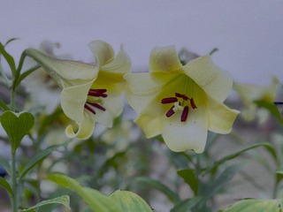 62B1ED49-4C76-4AD1-9059-A3B31719BA16/L0/001