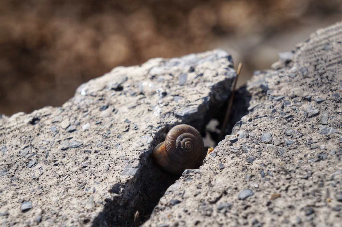 石缝里的生命顽强过岩石